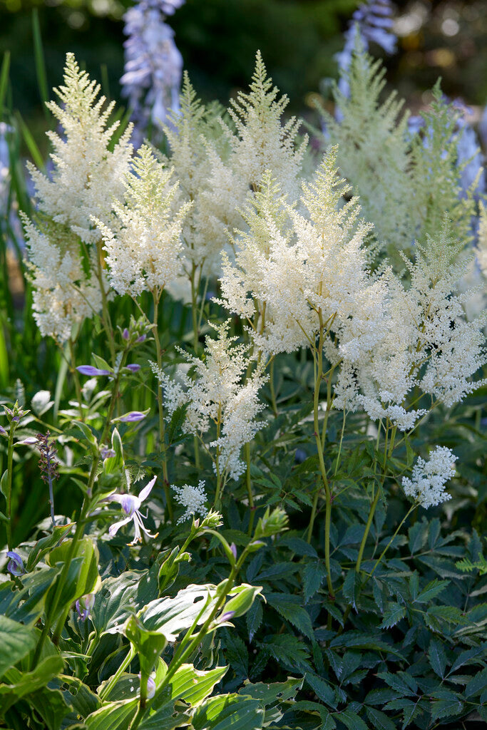 Astilbe Hvit 1-pakning